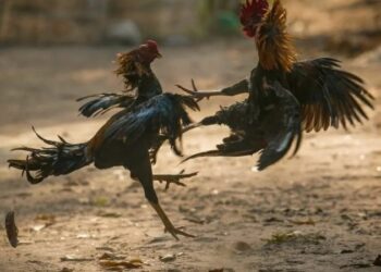 Đá gà Campuchia: Nghệ thuật và Đam mê