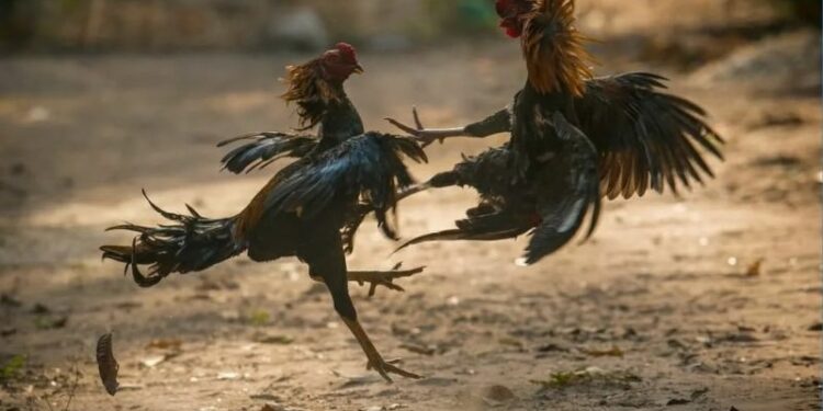 Đá gà Campuchia: Nghệ thuật và Đam mê
