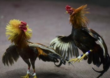 Đá gà cựa dao: Thú vui truyền thống và những điều cần biết